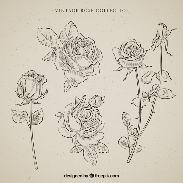 626x626 Collection Of Hand Drawn Vintage Roses Vector Free Download - Vintage Rose Sketch