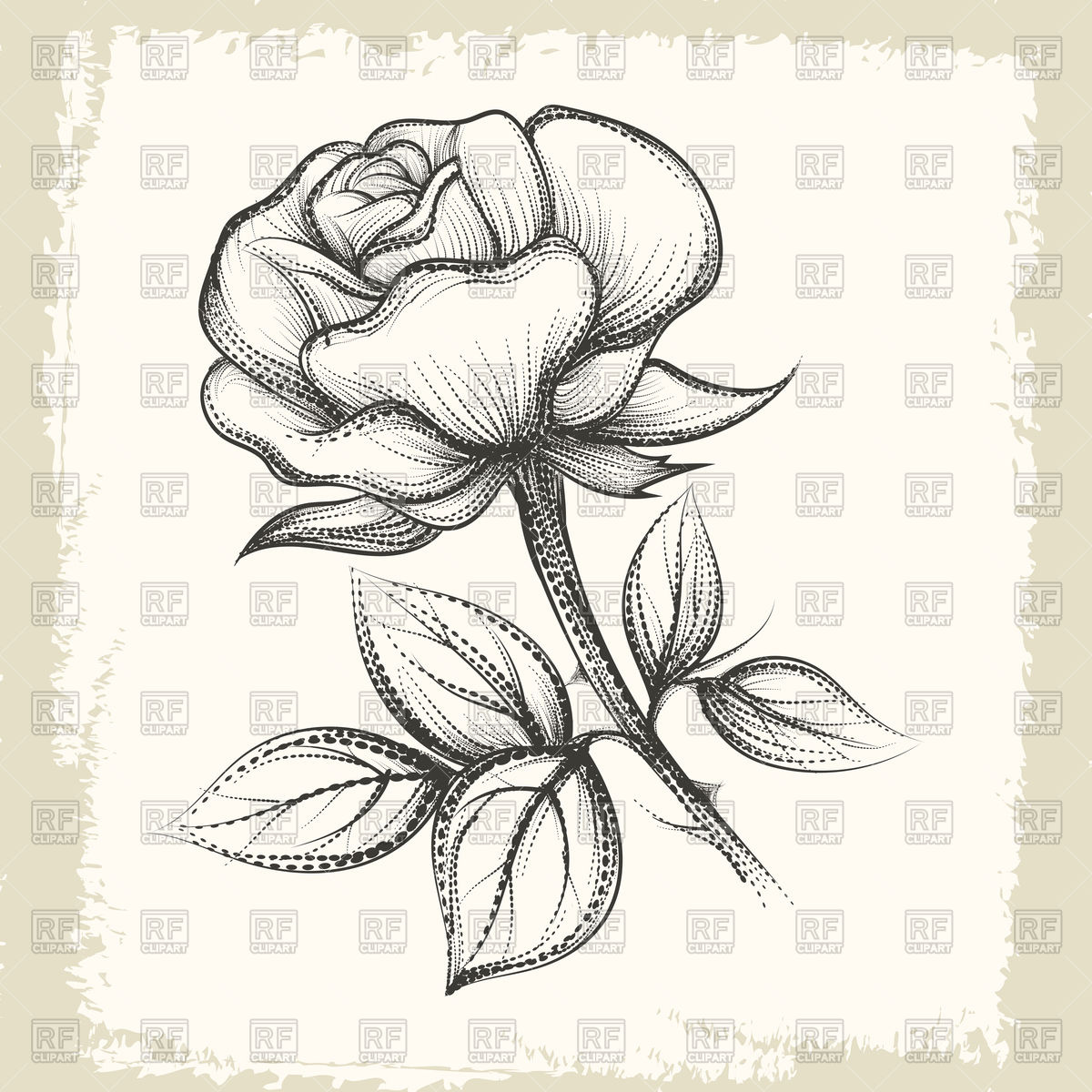 1200x1200 Hand Drawn Rose In Vintage Sketch Style Vector Image Vector - Vintage Rose Sketch