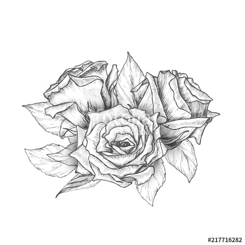 500x500 Hand Drawn Roses With Leaves Bouquet, Vintage Etching Sketch - Vintage Rose Sketch