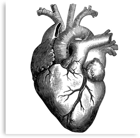 550x545 Human Heart Vintage Sketch Metal Prints By Freakynerdtees Redbubble - Vintage Sketches