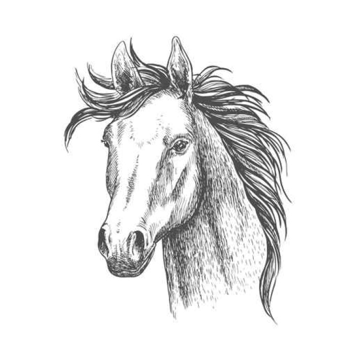 700x700 Mare Horse Sketch For Equestrian Sport Design Wall Mural Pixers - Vinyl Sketch
