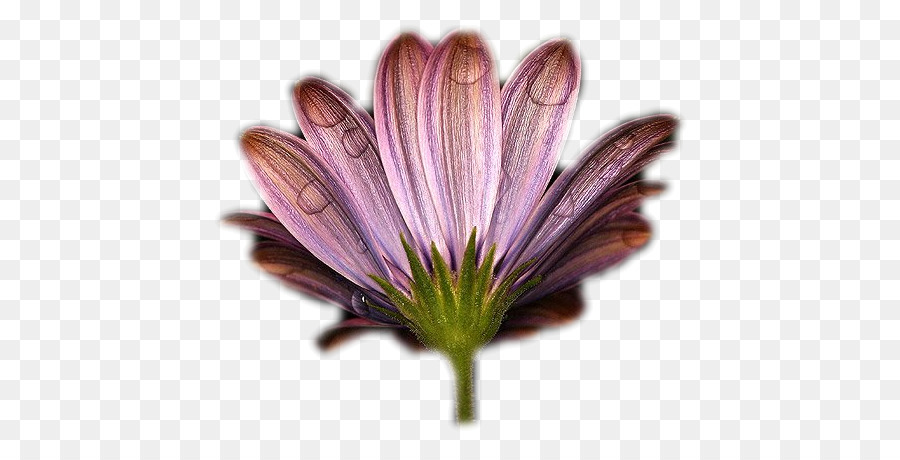 900x460 Flower Bouquet Teleflora Icon - Violet Flower Sketch