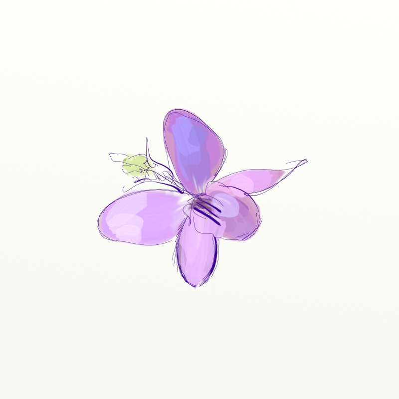 800x800 Flowers Thousand Sketches - Violet Flower Sketch