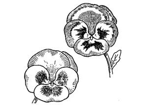 300x215 How To Draw Flowers Drawing Tutorials Amp Drawing Amp How To Draw - Violet Flower Sketch