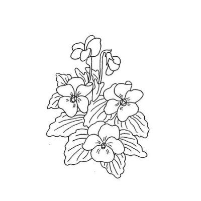 400x400 Pictures African Violet Flower Drawing, - Violet Flower Sketch