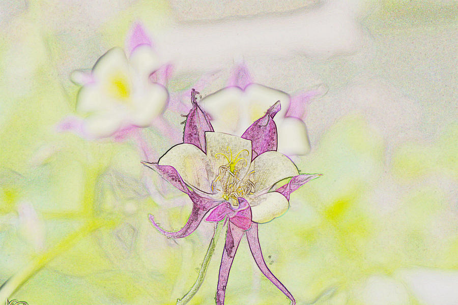 900x600 Purple Flower Sketch Photograph By Qingrui Zhang - Violet Flower Sketch
