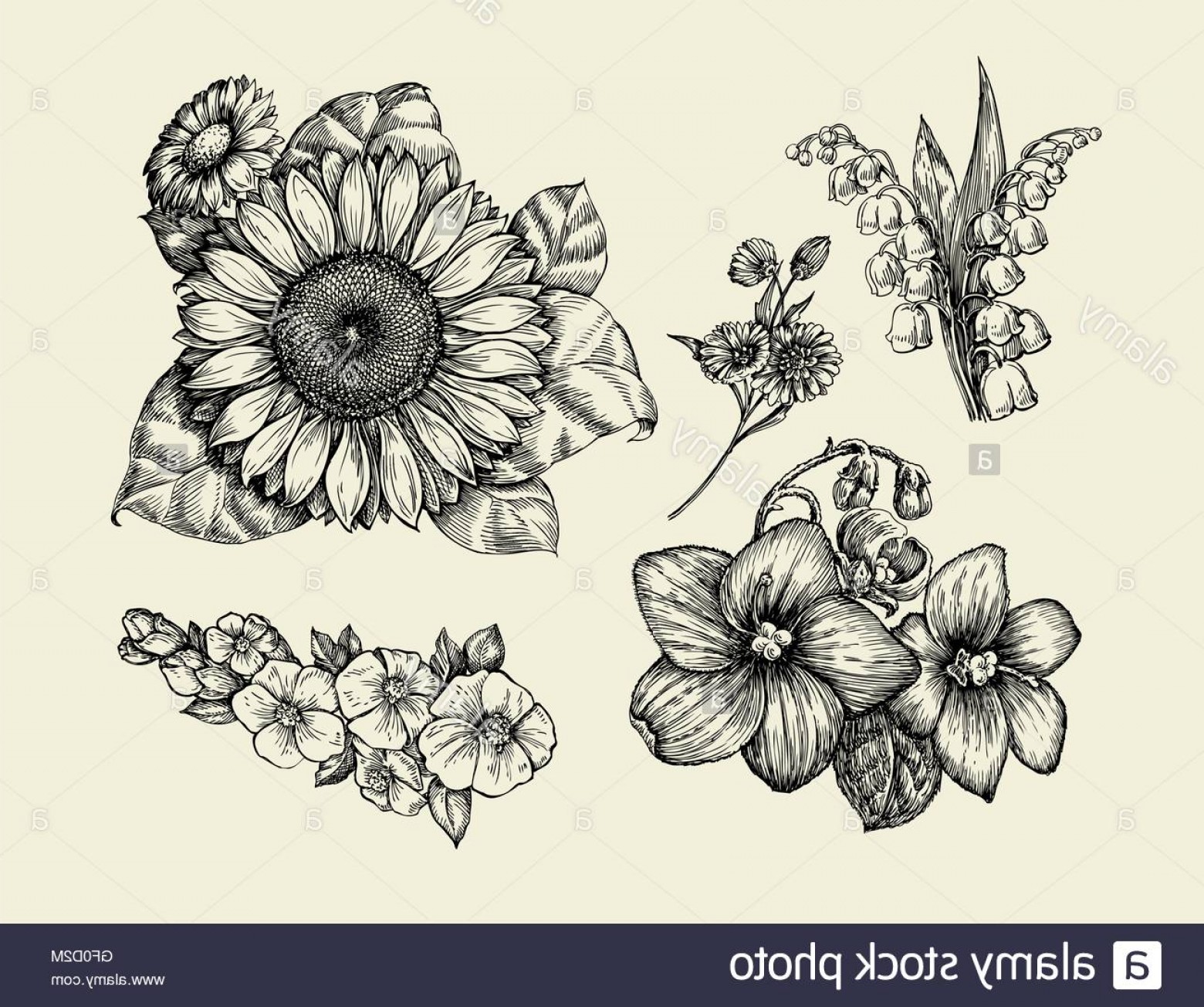 1560x1304 Stock Photo Flowers Hand Drawn Sketch Flower Sunflower White Lily - Violet Flower Sketch