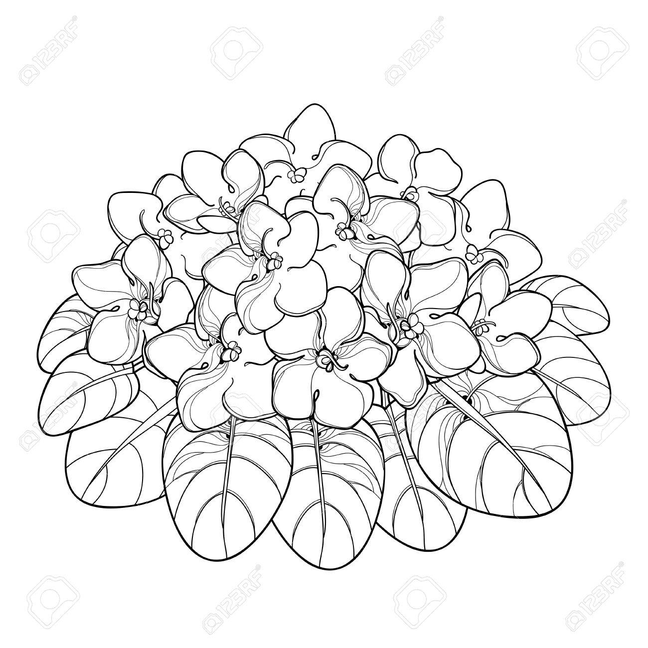 1300x1300 Violet Clipart Sketch - Violet Flower Sketch
