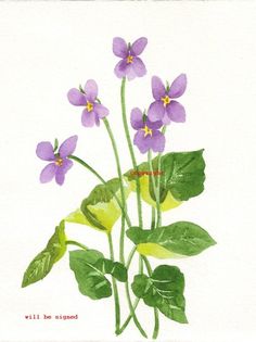 236x315 9 Best Simple Compass Tattoo Images Violets - Violet Flower Sketch