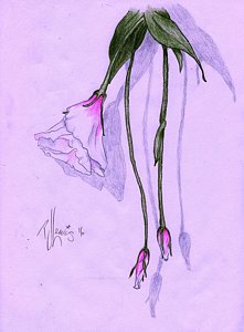 221x300 Violet Flower Drawings Fine Art America - Violet Flower Sketch