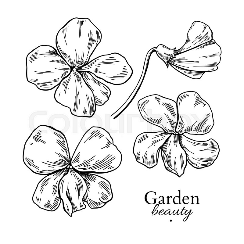 800x800 Violet Flower Drawing. Vector Hand Drawn Engraved Floral Set - Violet Flower Sketch