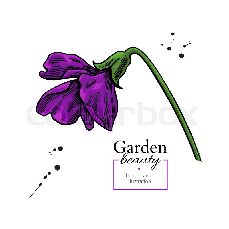 800x800 Violet Flower Drawing. Vector Hand Drawn Floral Object. Viola - Violet Flower Sketch