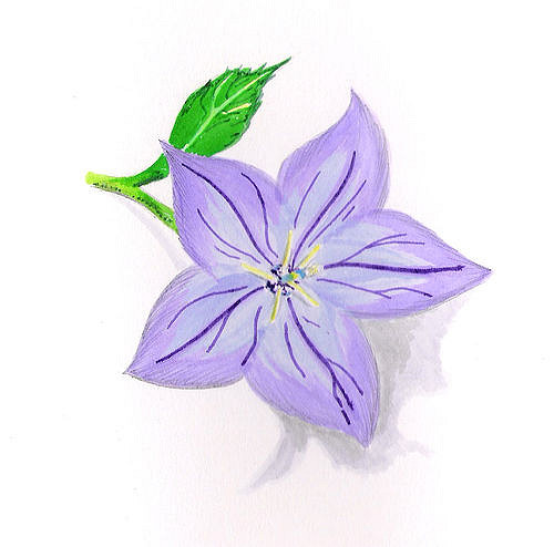 500x494 Flower Sketch Flower From Garden. Tombow Brush Pens, - Violet Flower Sketch