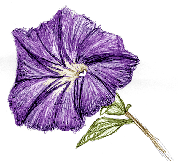 Violet Flower Sketch at PaintingValley.com | Explore collection of