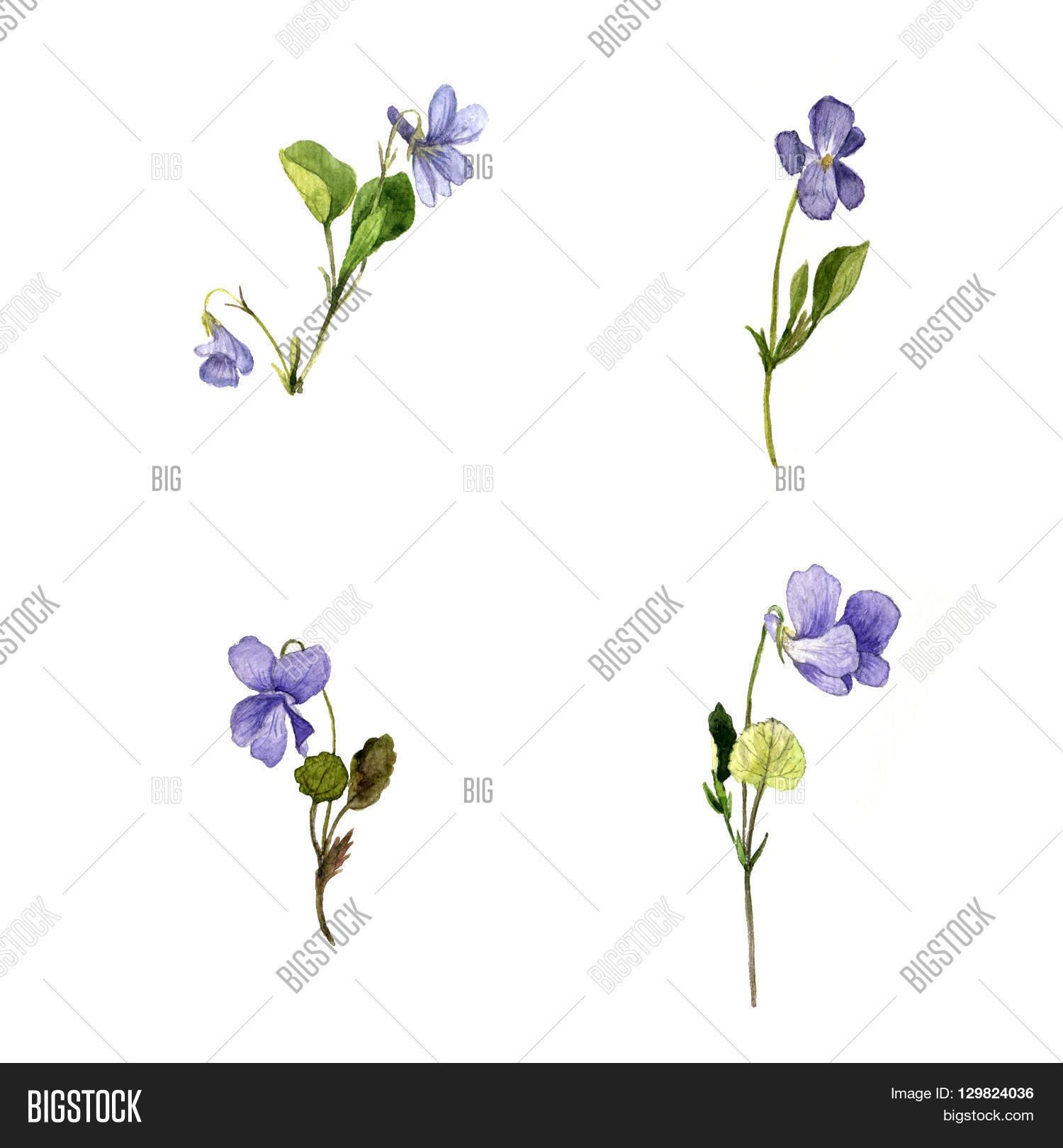 1500x1620 Wild Violet Sketch - Violet Flower Sketch