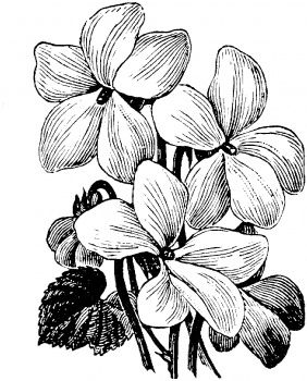 282x350 Wood Violet Drawing Tattoo Art Violets, Drawings - Violet Flower Sketch