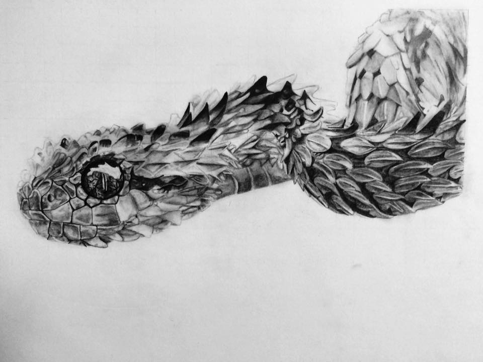 960x720 My Drawing Of A Bush Viper (Pencil Tone On A3) - Viper Sketch