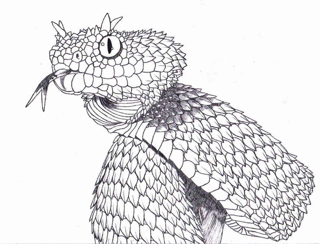 1023x781 Scratch Art Drawing Spiny Bush Viper By Dragonlover101040 - Viper Sketch