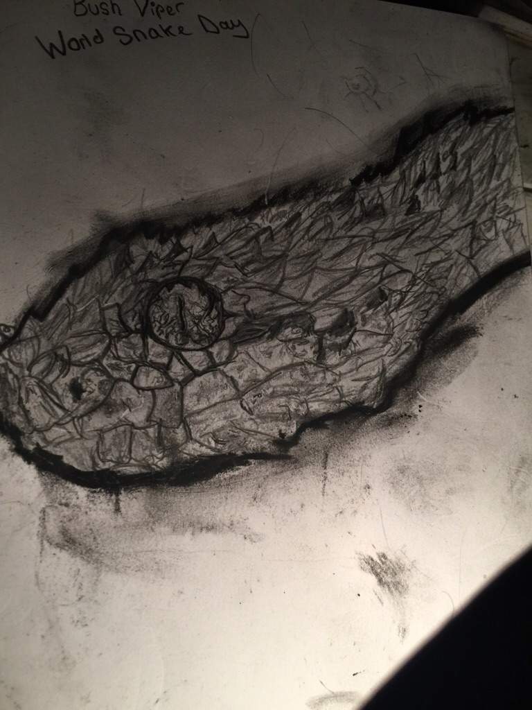 768x1024 Bush Viper Sketch Wild Animals! Amino - Viper Sketch