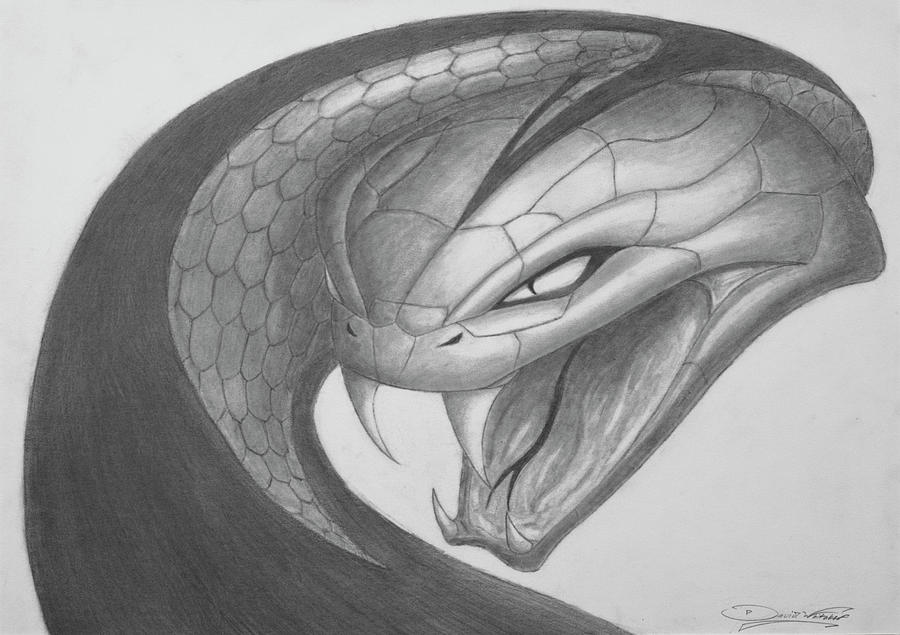 900x635 Dodge Viper Stryker Logo Drawing By David Whitaker - Viper Sketch