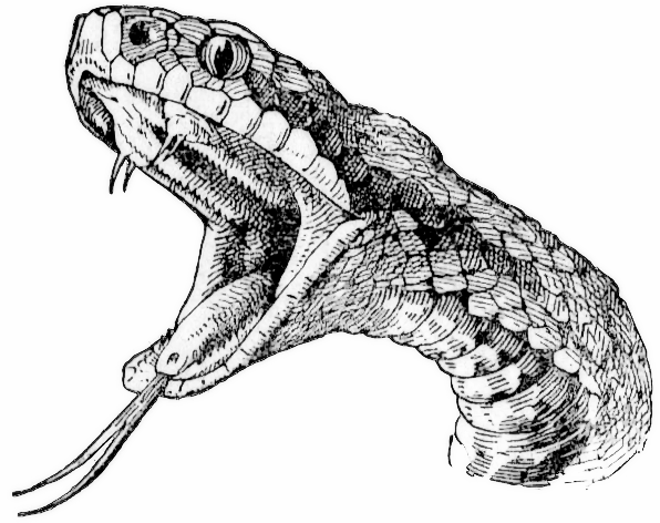 596x472 Image - Viper Snake Sketch