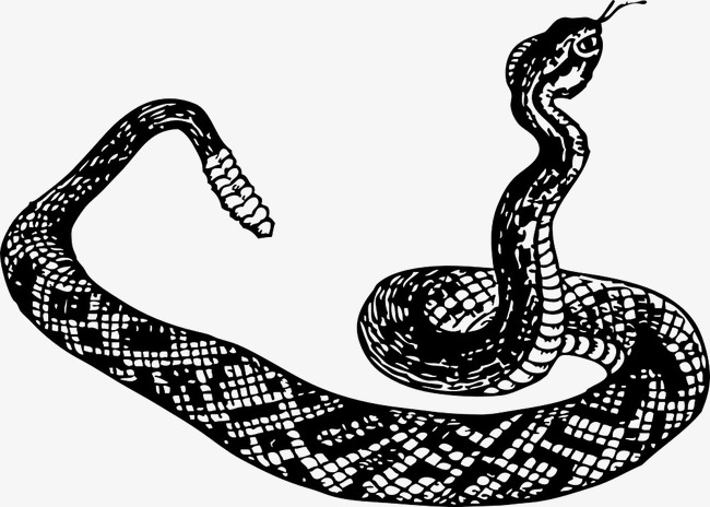 650x464 Rattlesnake Clipart Sketch ~ Frames ~ Illustrations ~ Hd Images - Viper Snake Sketch