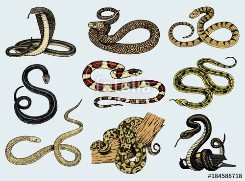 500x370 Set Viper Snake. Serpent Cobra And Python, Anaconda Or Viper - Viper Snake Sketch