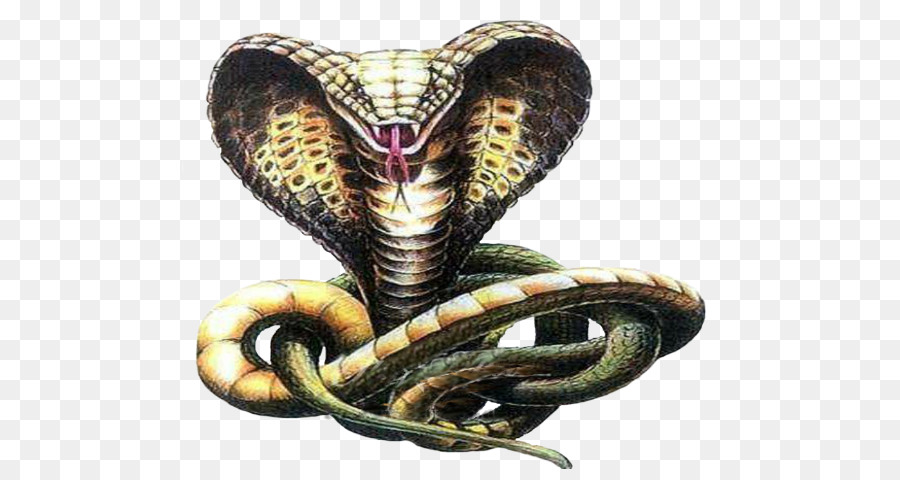 900x480 Snakes Indian Cobra Drawing Sketch - Viper Snake Sketch