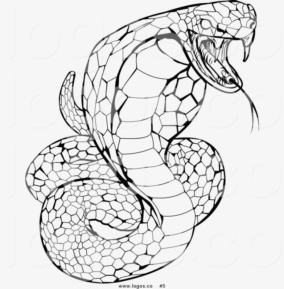 viper snake sketch