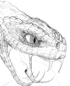 236x292 65 Best Snake Drawing Images - Viper Snake Sketch