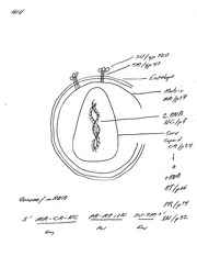 180x233 Ebola Virus Sketch - Virus Sketch