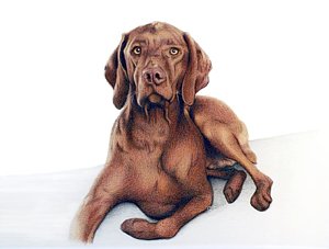 300x227 Vizsla Drawings Fine Art America - Vizsla Sketch