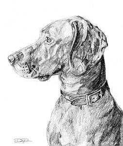 253x300 Vizsla Drawings Pixels - Vizsla Sketch