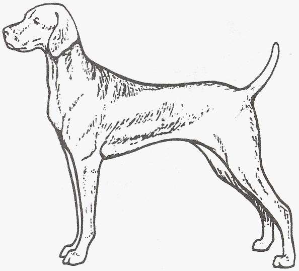 594x538 Vizsla Page - Vizsla Sketch