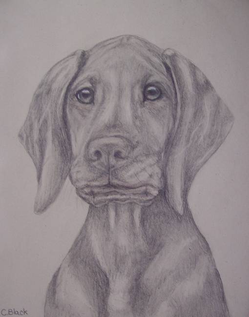 Vizsla Sketch at PaintingValley.com | Explore collection of Vizsla Sketch