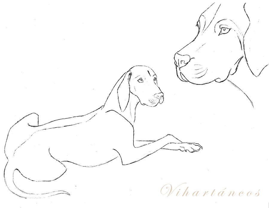 900x695 Vizsla Sketch By Vihartancos - Vizsla Sketch