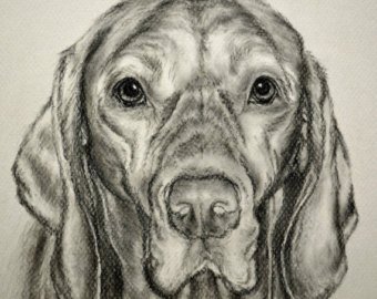 Vizsla Sketch at PaintingValley.com | Explore collection of Vizsla Sketch