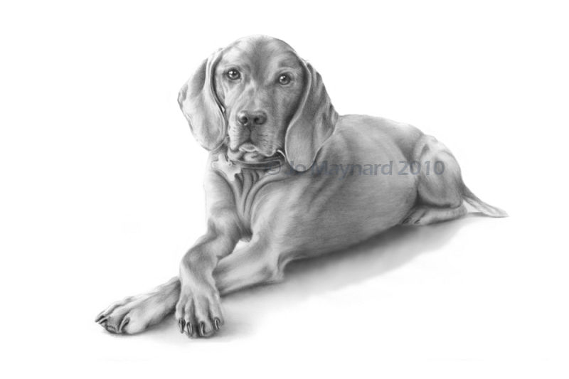 800x533 Wildlife And Pet Portraits Learn To Draw Art By Jo Maynard - Vizsla Sketch
