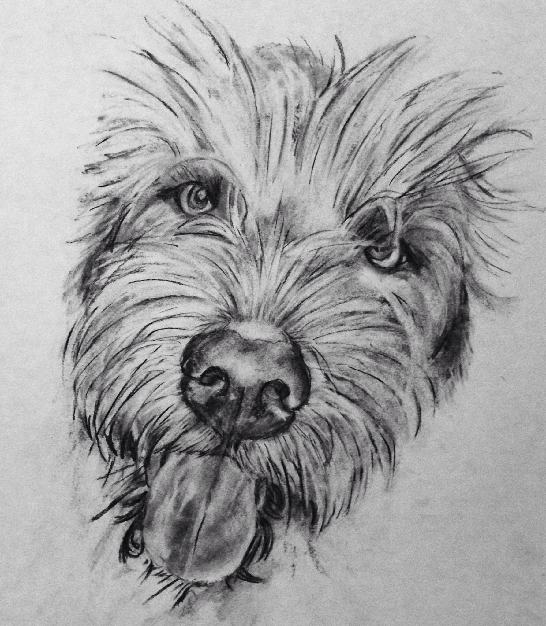 1784x2048 Wirehaired Vizsla Drawing By Rachael Spain Art - Vizsla Sketch