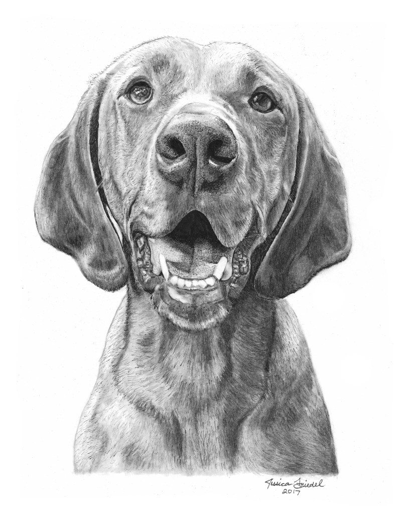 Vizsla Sketch at PaintingValley.com | Explore collection of Vizsla Sketch