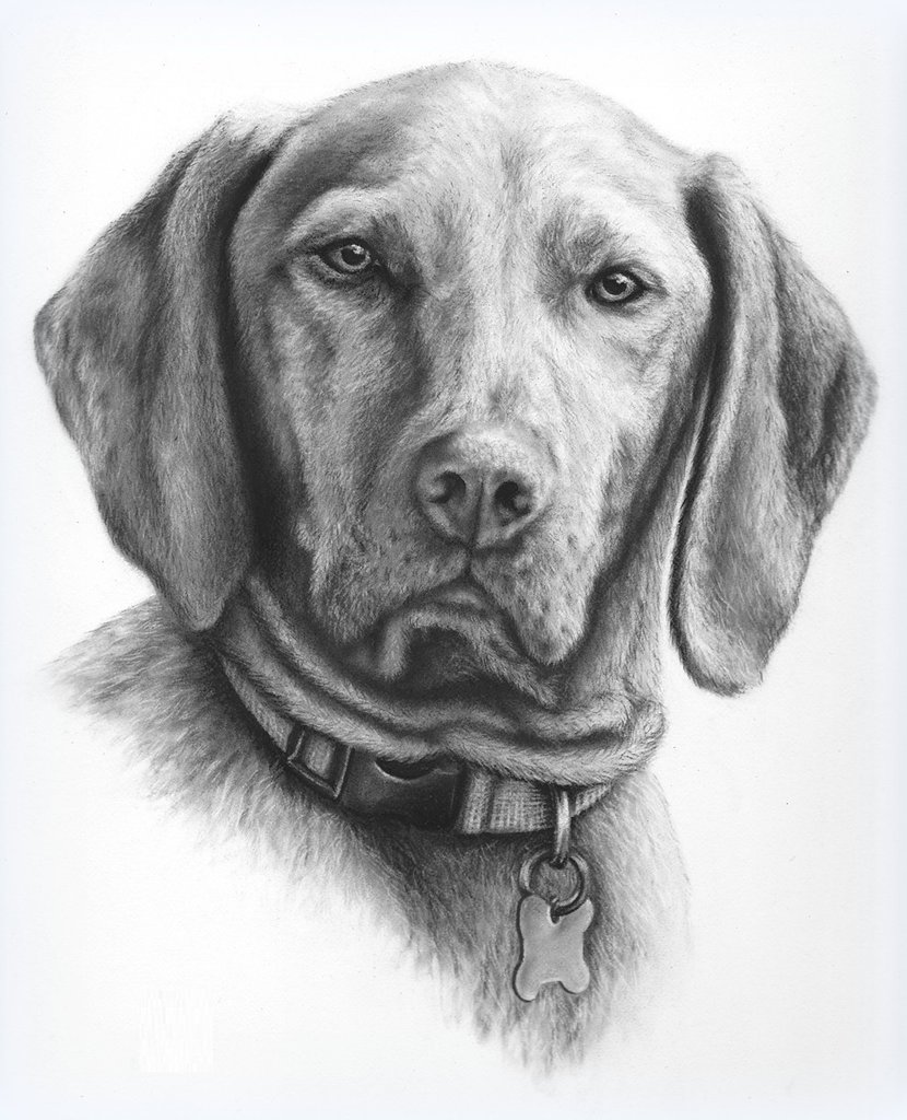 Vizsla Sketch at PaintingValley.com | Explore collection of Vizsla Sketch