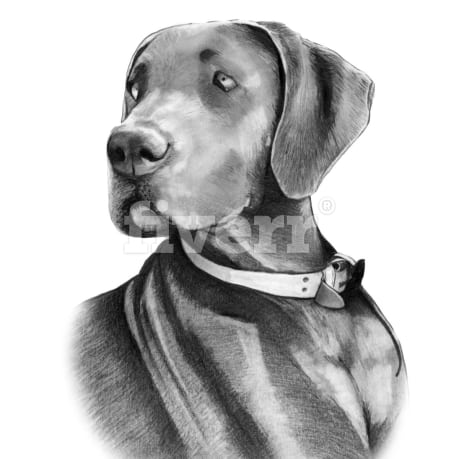 459x459 Draw A Sketch Of Your Dog Or Cat By Uk Sketch - Vizsla Sketch