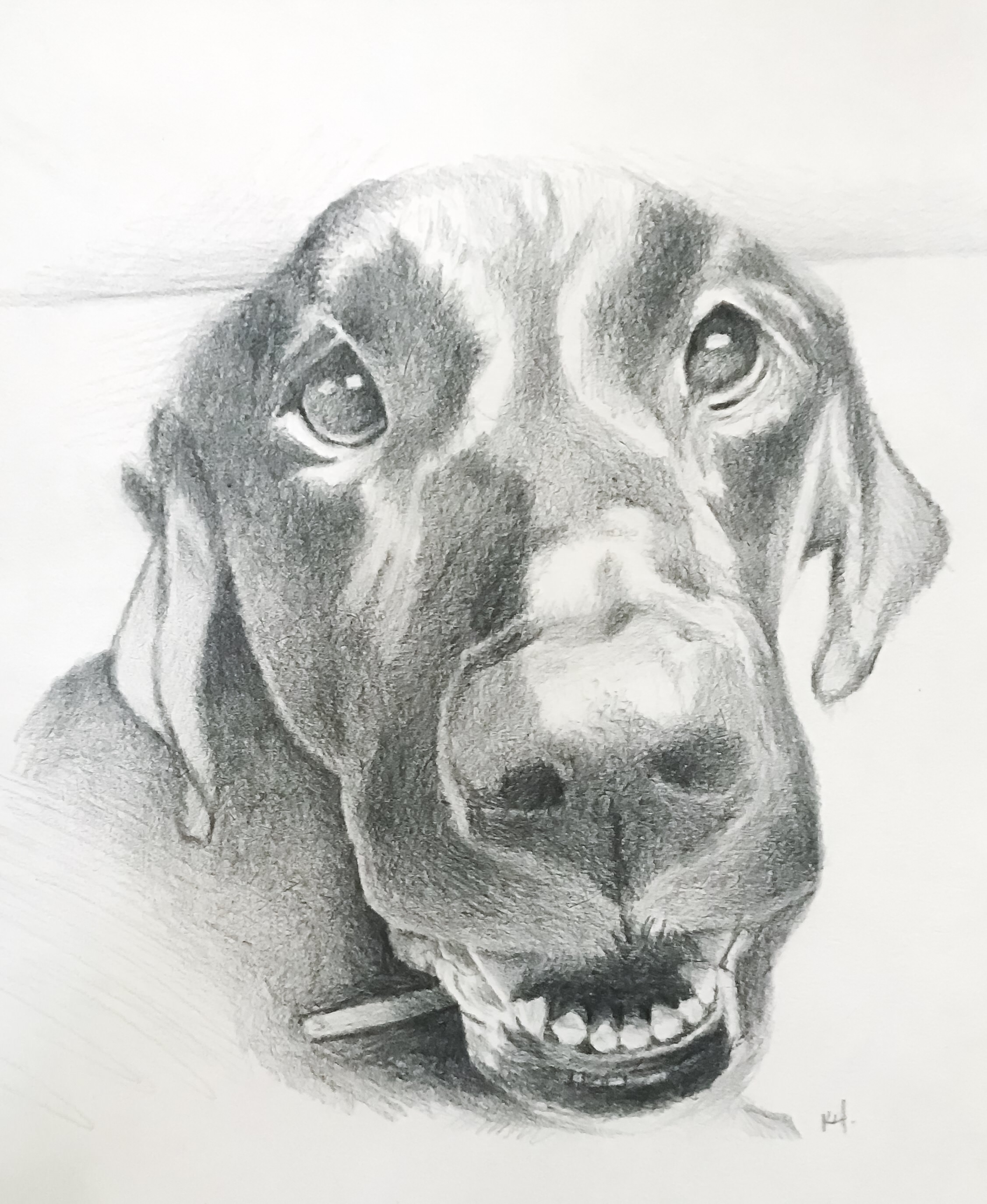 2254x2750 Gunnar The Dog Sketch. - Vizsla Sketch