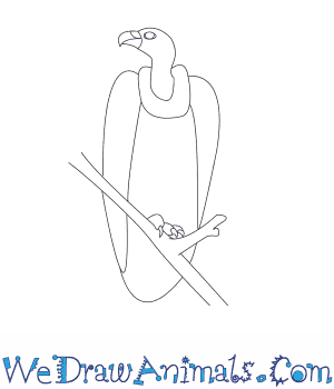 300x350 How To Draw A Vulture - Vulture Sketch