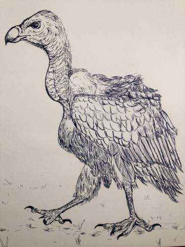 375x500 The Vulture Drawing By Vincent Oyenga Saatchi Art - Vulture Sketch
