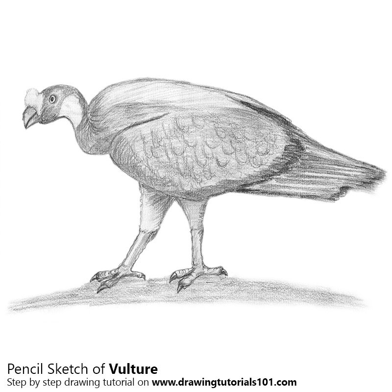 800x800 Vulture Pencil Drawing - Vulture Sketch