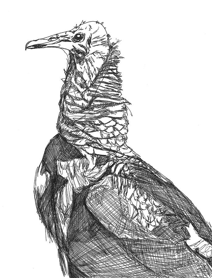 685x900 Vulture Sketch Drawing By Katie Ree - Vulture Sketch
