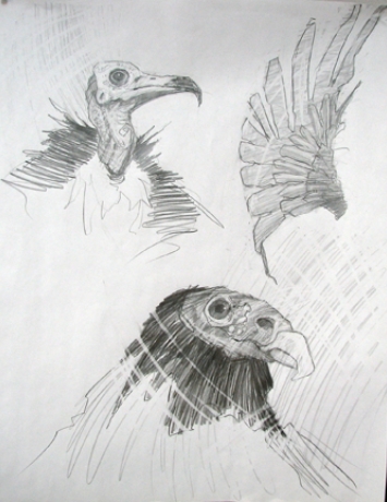 355x460 Vulture Sketches Sketches Anthony Granato - Vulture Sketch