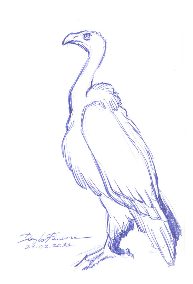 738x1083 Vulture By Art2work - Vulture Sketch
