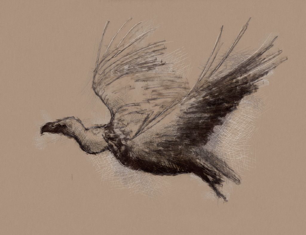 1024x789 Vulture Flight Tattoo Drawings, Bird Drawings And - Vulture Sketch